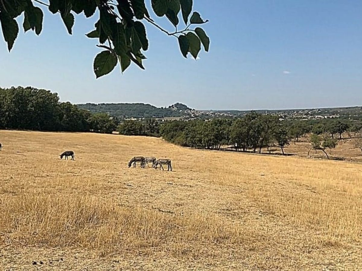 À vendre – Ferme provençale de 500 m² sur un terrain de 65 hectares à Forcalquier – Alpes-de-Haute-Provence (04)