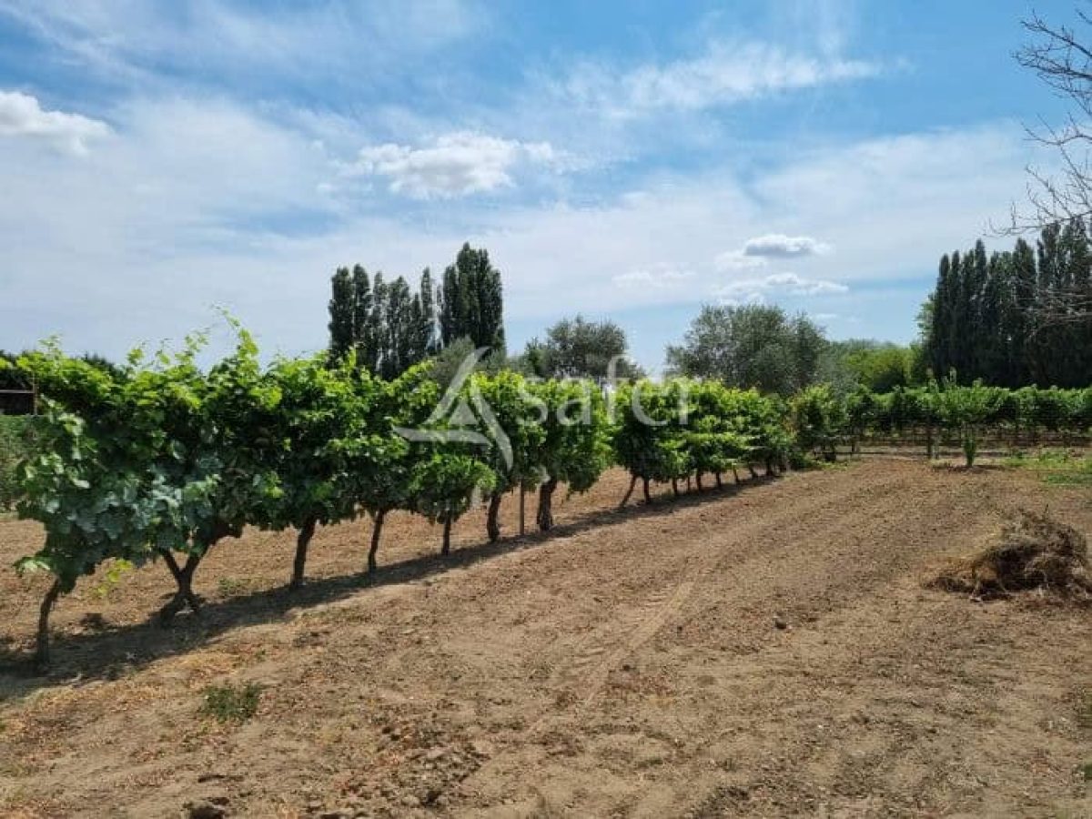 À vendre – Domaine viticole avec gîte et maison de maître à Bédarieux – Hérault (34)