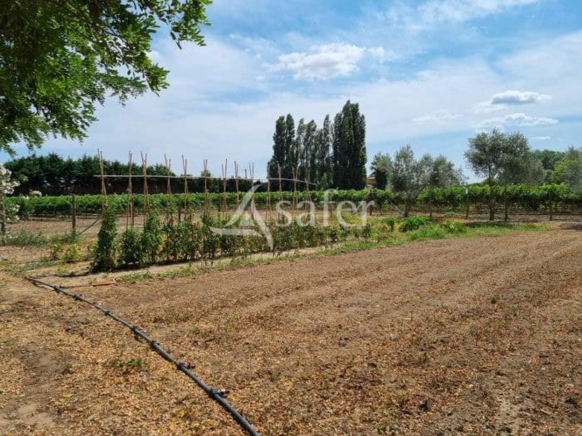 À vendre – Domaine viticole avec gîte et maison de maître à Bédarieux – Hérault (34)