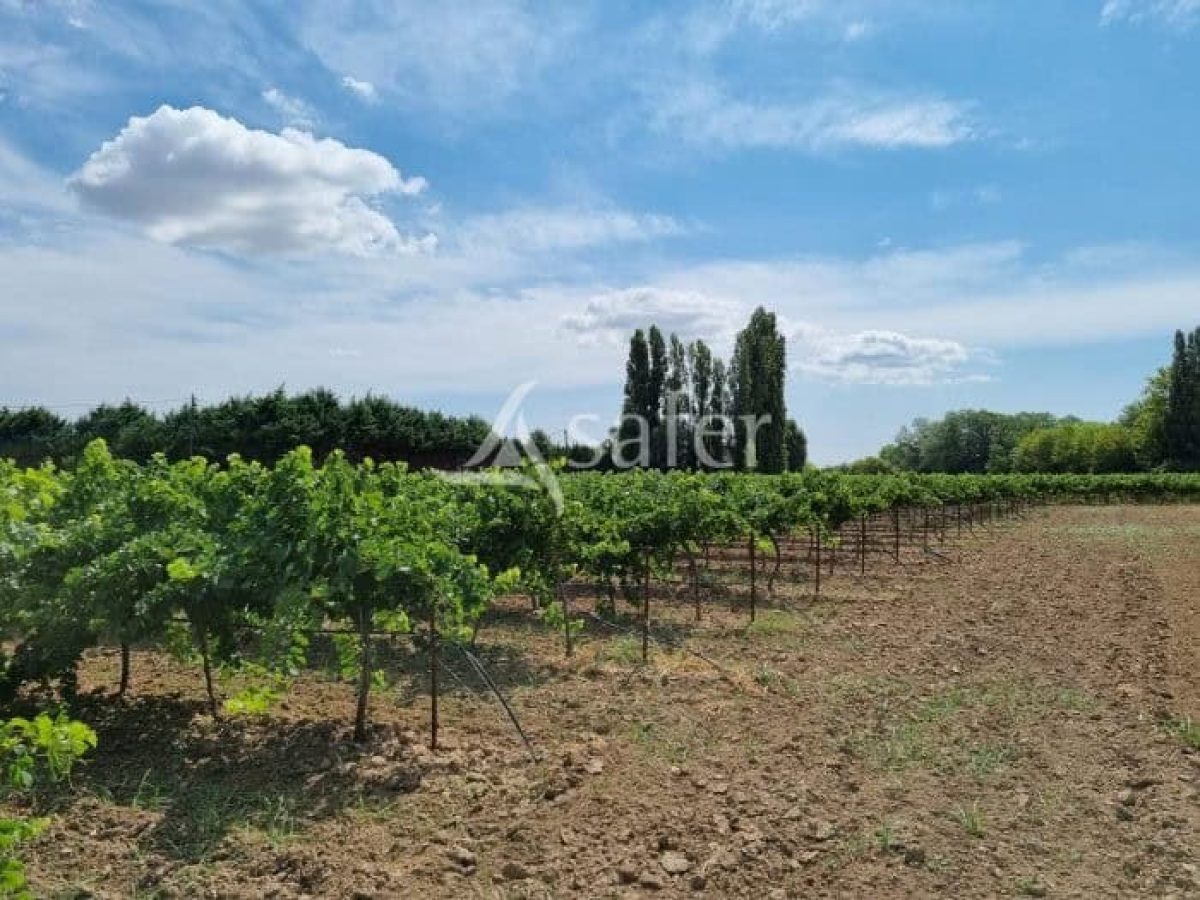 À vendre – Domaine viticole avec gîte et maison de maître à Bédarieux – Hérault (34)