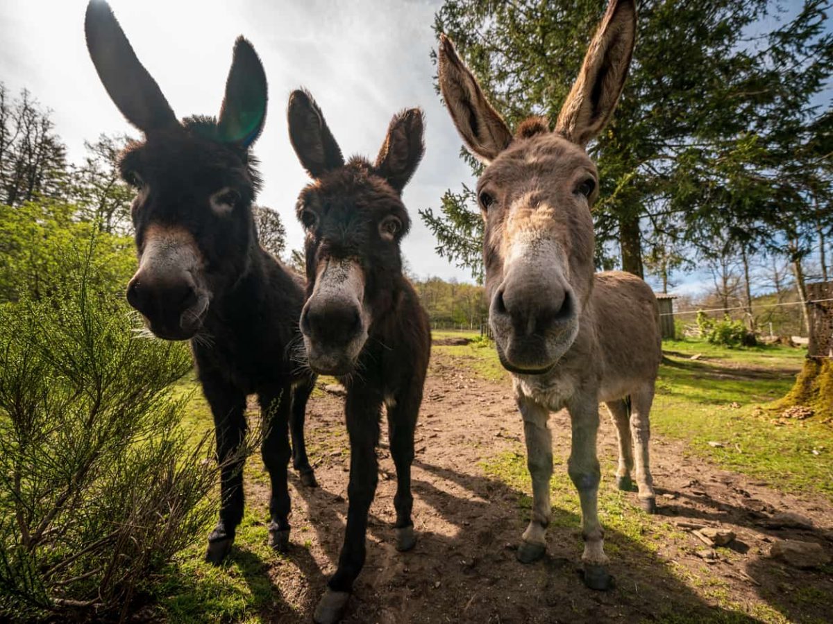 À vendre – Domaine 3 étoiles avec 6 gîtes à Le Soulié - Hérault (34)