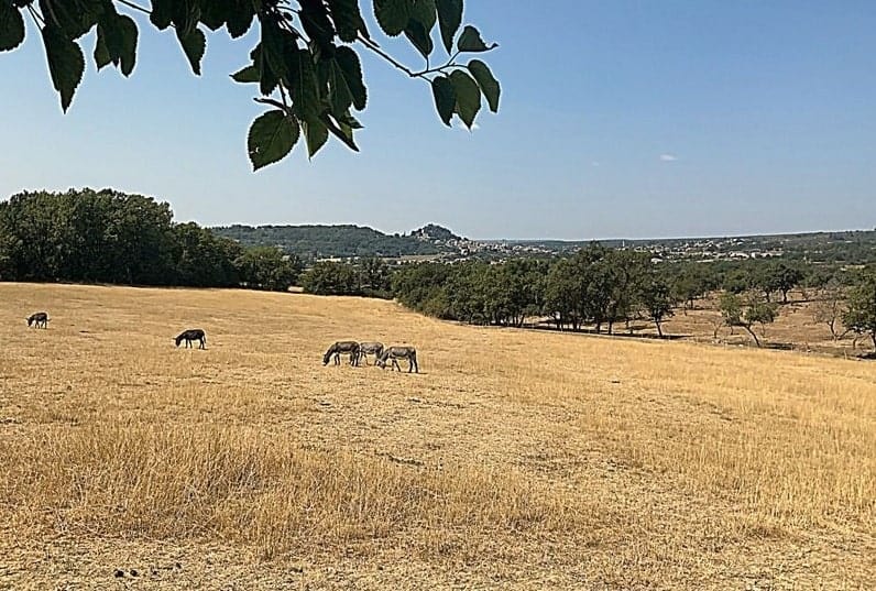 À vendre – Ferme provençale de 500 m² sur un terrain de 65 hectares à Forcalquier – Alpes-de-Haute-Provence (04)